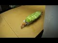 Dragon Roll - How To Make Sushi Series