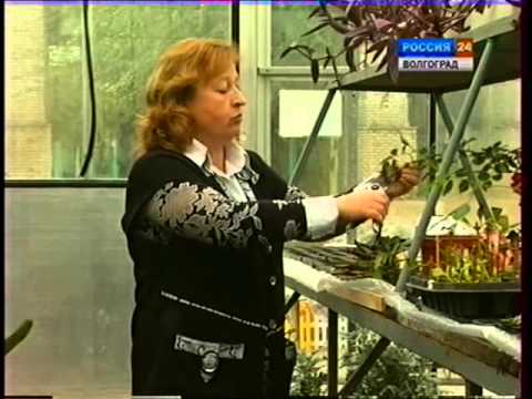 Кружева из домашнего айсинга Кружева из домашнего айсинга