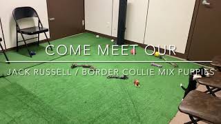 Meet Our Jack Russell Border collie Mix Puppies