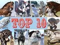 Best horse dance in pakistan Top 10