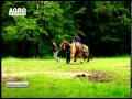 REPORTAJ VIDEO - Targ de cai la castel