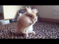 Cookie - Funny Lionhead Bunny