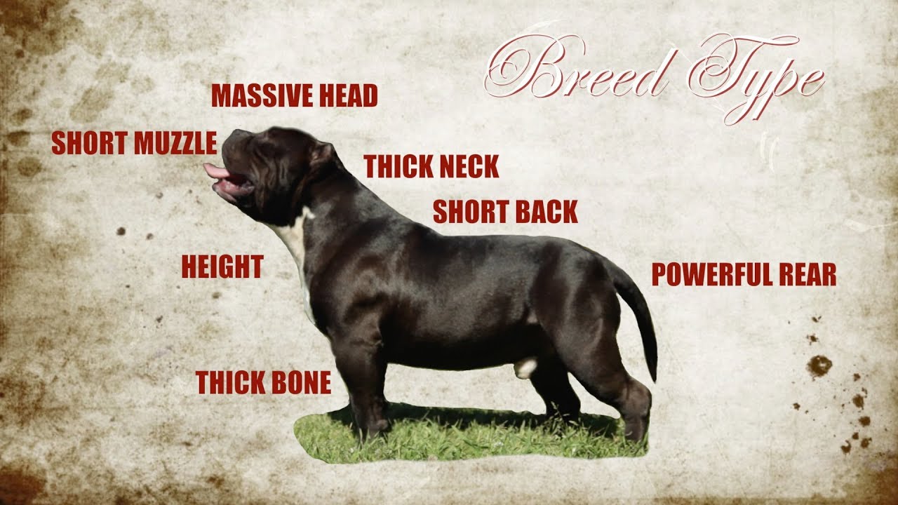 THE AMERICAN BULLY BREED TYPE - YouTube