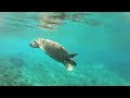 Amy's Turtle Swimming Video