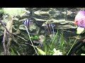 Blue Honey vs. Pterophyllum Altum