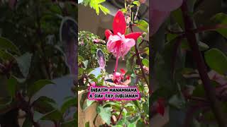 Awan Patiek A Karkarim Ilocano Song