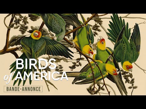 Birds of America