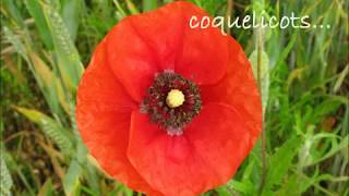 Rendez Nous Nos Coquelicots Rendez Nous Nos Coquelicots