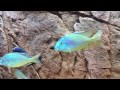 Lethrinops sp. "green face" Manda dominant male & broodong female - PISCES