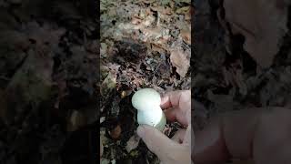 Ayi Mantari Eduli̇s Bolu