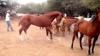 RANCHOLAROSA. CRACKERS HINT, TESTEANDO LAS YEGUAS 2016