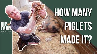 Pig Farrowing Disaster - When It Doesnt Go To Plan All A Bit Graphic