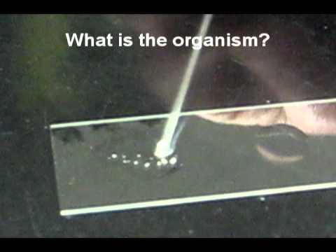 can i fuck good aunties domination in microbiology
