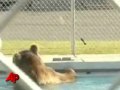 Raw Video: Grizzly Takes Dip in Montana Pool