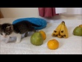フルーツと子猫ミルキー　Kitten and fruit