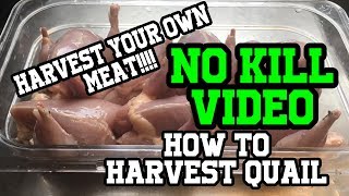 How To Butcher Quail No Dispatch