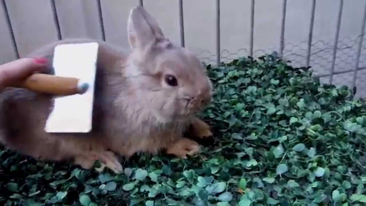 Conejo holandes enano - YouTube