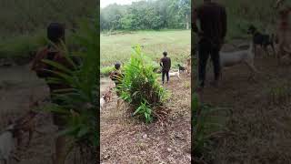 Bna Team Baraja Judul Nyo Sanak Porbi Bengkulu Lokasi Kantor Bupati Seluma