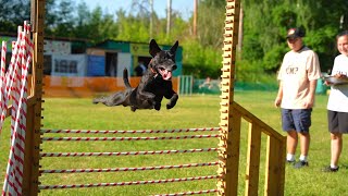 Patterdale Terriers Horvath Mks Alex & Die Hard Shark El Mysti. Dog Show Jumpngym 2023.