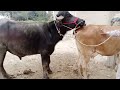 natural animal meeting|cow bull and buffalo|#hybridmating|#crossmeeting