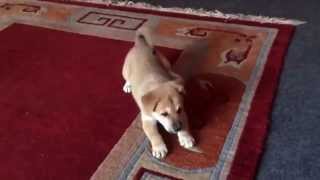 My Dogs Funny Moments Ayush Kc