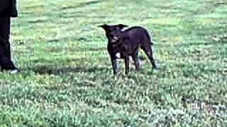 Stafford Mix Gina 3