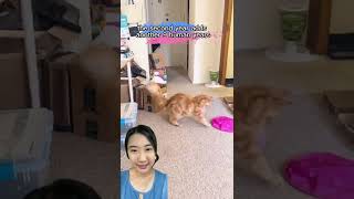 How Old Is Your Cat In Human Years? Cat Age To Human Age