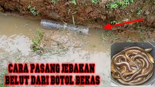 Pasang Perangkap Belut Dari Botol Bekas
