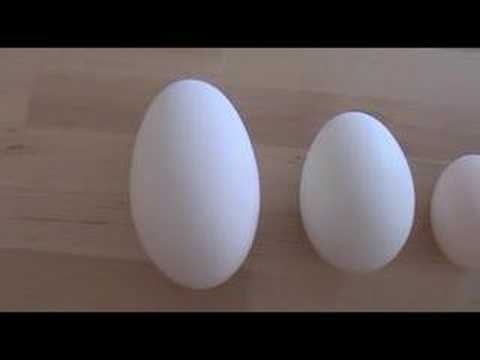 Oiling+canada+goose+eggs