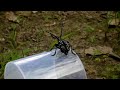 Fujifilm Finepix HS 10 (甲蟲, beetle)
