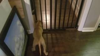 Smart Pit Bull Puppy Opening Baby Gate. Garners Liu Ling Off Ch Dexter