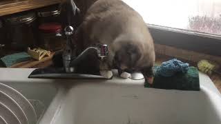 My Cat Playing In the Water