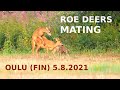 Roe deers mating - Accouplement de chevreuils - Metsäkauriiden parittelu // Oulu (FIN) 5.8.2021