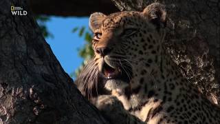 Nat Geo Wild - Царство Леопардов