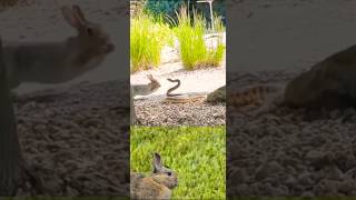 Rabbit Vs Snake Fight