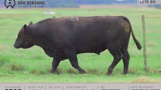 LOTE 85 - TOUROS ANGUS - LEILÃO VIRTUAL SÃO BIBIANO 2020