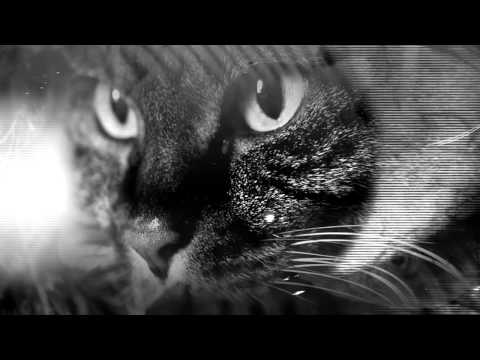 Manipulation Video