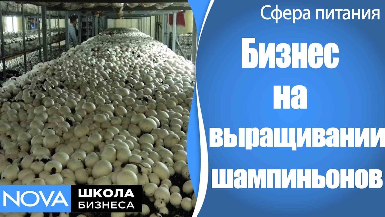 Выращивание шампиньонов от а до я 67