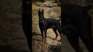 One Month To One Year Doberman Transformation