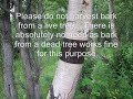 Making Oil From Birch Bark