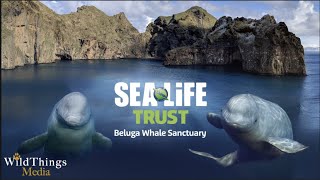 The World's First Beluga Whale Sanctuary! To learn more: https://belugasanctuary.sealifetrust.org