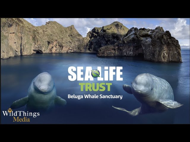 Wildly Inspiring & Moving