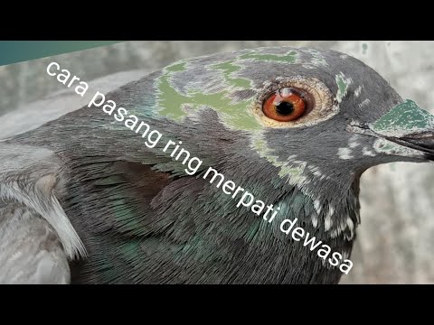 Cara Memasang Ring Merpati Dewasa, Pasti Bisa