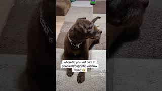 Bella Loves To Bark At Anybody Walking Past The Window