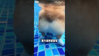 Corgi Farts