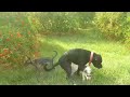 Big dog mating with small dog in front of her boyfriend