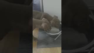 Baby Dragons Obi2021 6 Weeks 2 Days. Patterdale Terriers Black Red Fell Puppies Growling Puppy Pups