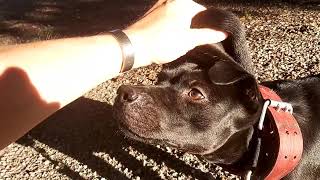 Patterdale Skin Illustrated Bsl Estacado 12 Mnth Fell Terrier Flexible Strong Hunting Purpose