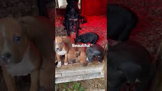 Beautiful Apbt Pups. Garner