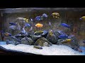 cichlid